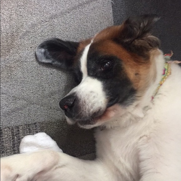 Profile Picture of Aidan Sullivan (@aidansullivannn) on Poshmark