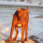 Profile Picture of Brandy Swift Robinson (@brandybully2016) on Instagram