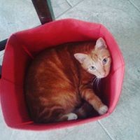 Profile Picture of Chris Kostic (@chris-kostic-1) on Quora