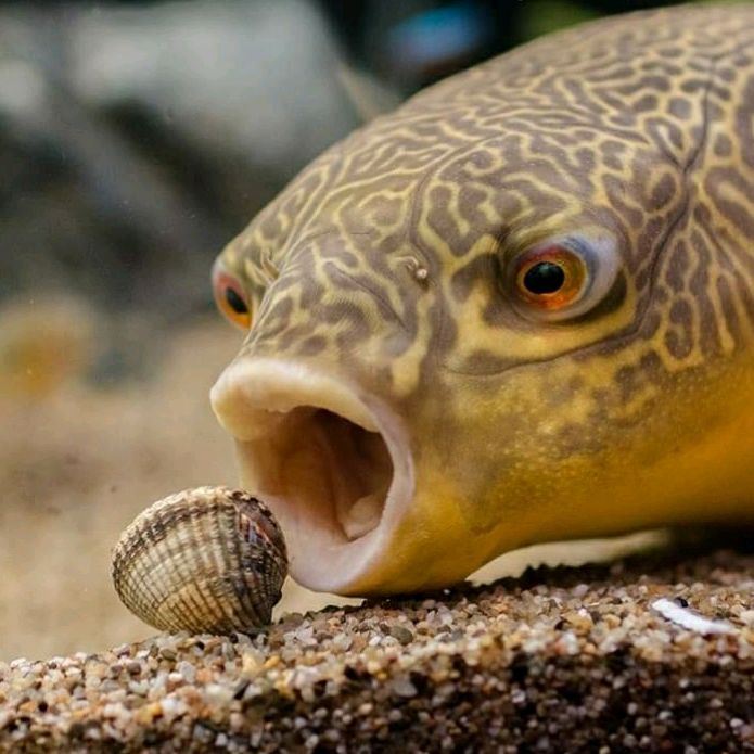 Profile Picture of Official Barry the pufferfish (@barry_thepufferfish) on Tiktok