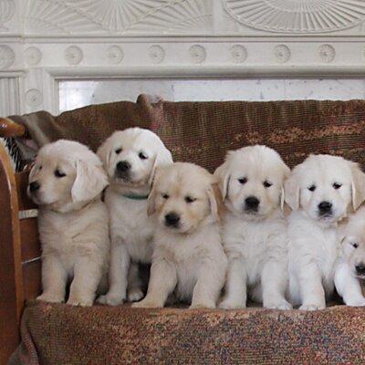 Profile Picture of Chris Miele (@CrossCreekGold) on Twitter