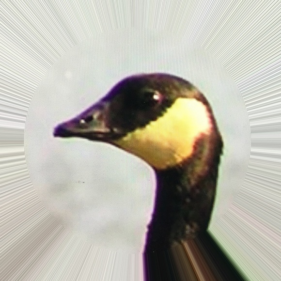 Profile Picture of Jesse Hammer (@puce_goose) on Poshmark