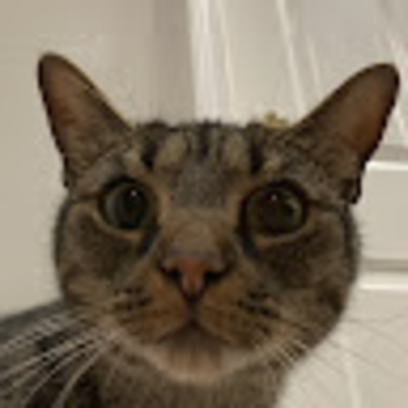 Profile Picture of Caleb Frey (@calebfrey2009) on Poshmark