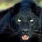 Profile Picture of Adam Bachmann (@adam.bachmann.98) on Facebook