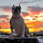 Profile Picture of Honey Daniels 🐶💛 (@ms_honey_daniels) on Instagram