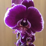 Profile Picture of Andreas Bernhard (@orchideen-fan) on Flickr