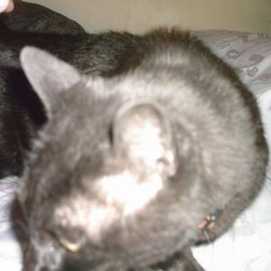 Profile Picture of Dennis Lizzard Price (@lizzard567) on Myspace