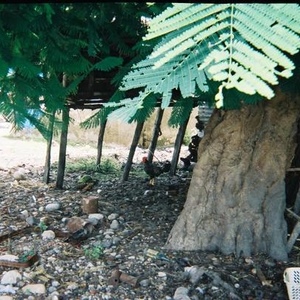 Profile Picture of April Al Shamma (@443411276) on Myspace