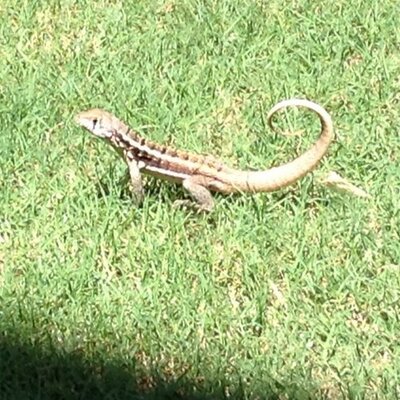 Robin Gaudet - Twitter Profile Picture of Robin Gaudet (@zednester) on Twitter