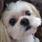 Profile Picture of sam_the_champion_napper (@sam_the_champion_napper) on Instagram