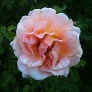 Profile Picture of Renee Millet (@rmillet) on Pinterest