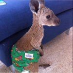 Profile Picture of Carlson Cheng (@kangarooc128) on Instagram