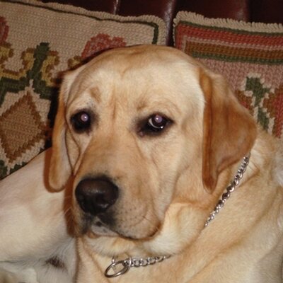 Profile Picture of Anabela Azevedo Lima (@AnabelaLima) on Twitter