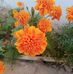 Profile Picture of Odeh Odeh (@Odeh-Odeh) on Facebook
