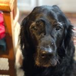 Profile Picture of C-K.Senior (@cordkelle) on Instagram