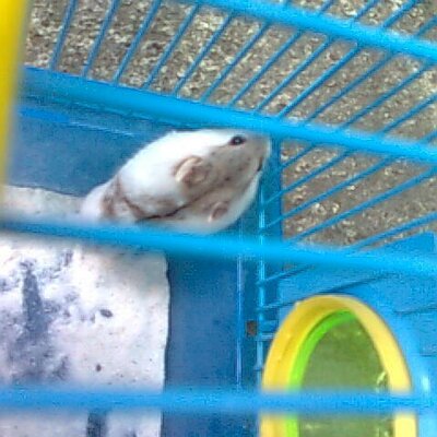 Profile Picture of Jasper Campbell (@jaspernv5818) on Twitter