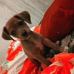 Profile Picture of ꧁lily Andrade ꧂●°•. (@lily_4_patas) on Instagram