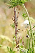Profile Picture of Archimantis latistylaon Wikipedia