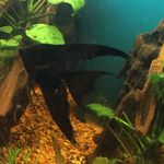 Profile Picture of Eric Whittemore (@eazyaquatic) on Instagram