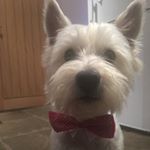 Profile Picture of Angus (@mr_angus_mcnab) on Instagram