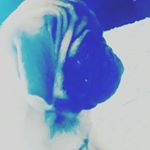 Profile Picture of Loren Hansen (@pug_named_pig) on Instagram