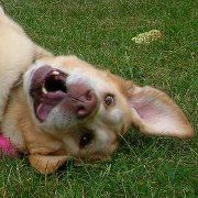 Profile Picture of Lydia Wright (@lydiawright) on Pinterest