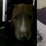 Profile Picture of brandyn shields 💯💯🙏🙏🙏🤑🤑🤑 (@deep_sc_) on Instagram