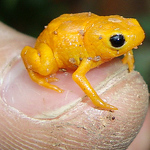 Profile Picture of Pedro Bastos Bernardes de Oliveira (@pedroherpeto) on Flickr