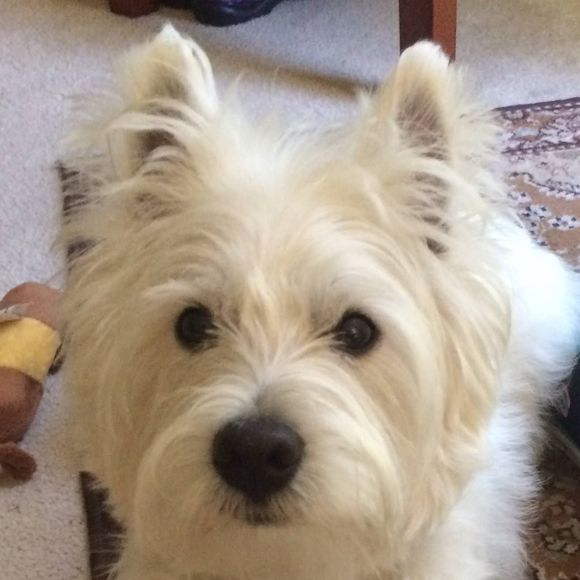 Profile Picture of Max Mason (@max_mason) on Poshmark