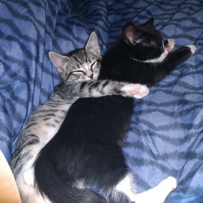 Profile Picture of Mama Jaramillo (@ChadDominique) on Twitter