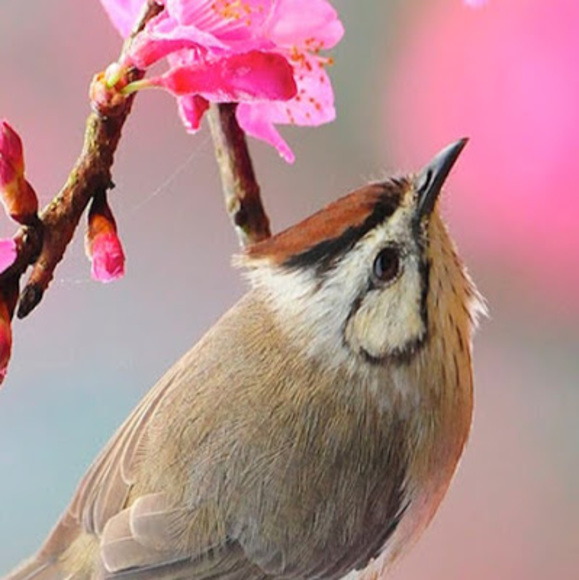 Profile Picture of Haley Carrier (@lioneight6) on Poshmark