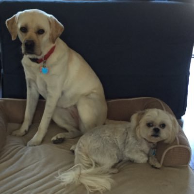 Profile Picture of Randy Yee (@randyrosenyee) on Twitter