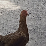 Profile Picture of Mex Click (@mexclick) on Youtube