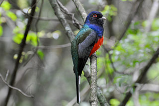 Surucua trogon - Wikipedia Profile Picture of Surucua trogonon Wikipedia