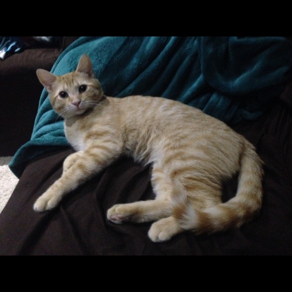 Profile Picture of Juliet Franklin (@kk1567) on Poshmark