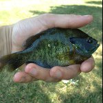 Adam Broten - Instagram Profile Picture of Adam Broten (@apbroten) on Instagram