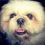 Profile Picture of Amanda Squire (@amandasquire) on Instagram