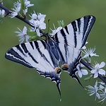 Profile Picture of Stephen Davis Photography (@stephen davis photography) on Flickr