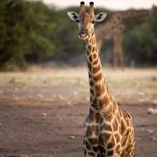 Profile Picture of Lisa Davies (@lisadavies7248) on Youtube