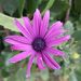 Profile Picture of Karin Kellermann (@ascot54) on Pinterest