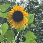 Profile Picture of Michele L Cardarelli (@mcardar535) on Instagram