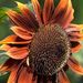 Profile Picture of Kim Keifer (@keif0818) on Pinterest