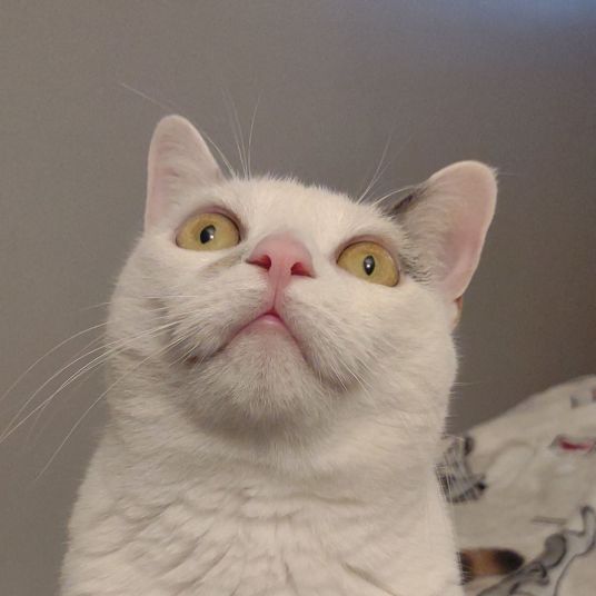 Bria Mercurio - Tiktok Profile Picture of Bria Mercurio (@briamercurio) on Tiktok