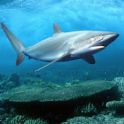 Profile Picture of Joshua Pan (@joshuapan2171) on Youtube