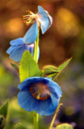 Profile Picture of Meconopsis simplicifoliaon Wikipedia