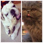 Profile Picture of Albert & Maxie (@cutestpets_albertmaxie) on Instagram