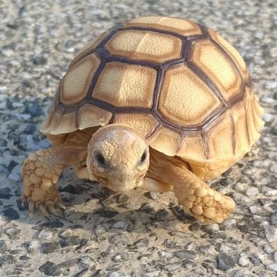 Profile Picture of Adam Yip (@AdamYip1) on Twitter