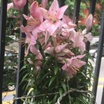 Profile Picture of Ada Cordero (@adanona_1946) on Instagram