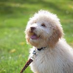 Profile Picture of Leo Potàto Hopper Rogers (@leo_potato2) on Instagram