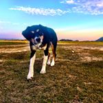 Profile Picture of Darla Jackson (@___darla_the_dog___) on Instagram